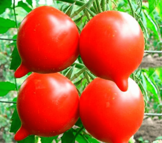 Сорт томата «юбилей тарасенко»с отзывами и фото