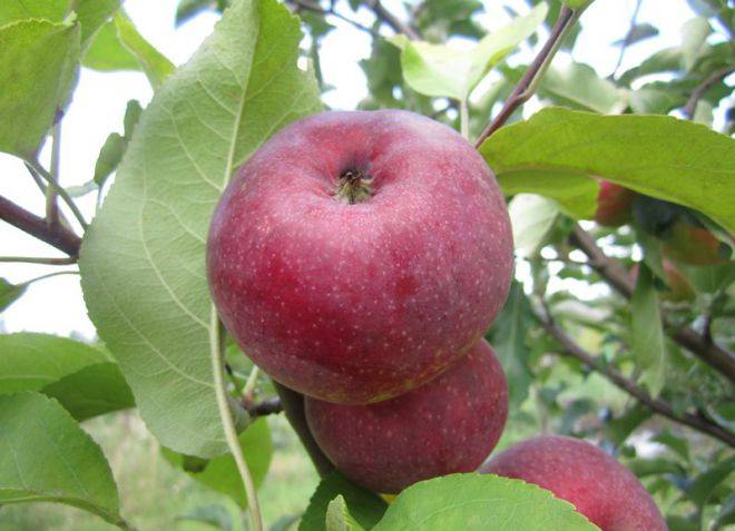 Яблоня лобо: описание сорта, преимущества и недостатки, оценка урожайности, характеристика плодов, технология посадки, отзывы