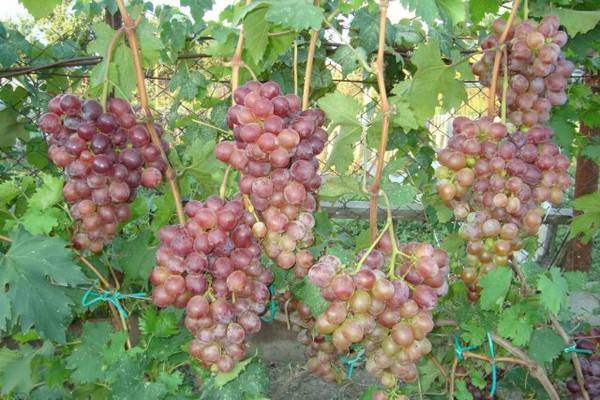 Виноград низина: описание сорта