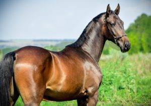 Ганноверская порода лошадей: фото, отзывы, описание
