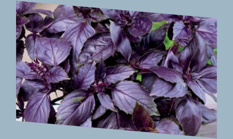 Фиолетовый базилик: польза и вред