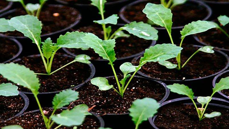 Рассада капусты, выращивание в домашних условиях — секреты и рекомендации