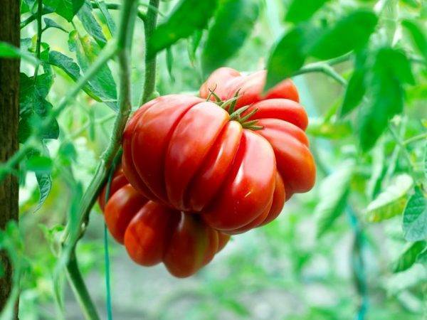 Черноплодный томат полосатый шоколад: отзывы, фото и особенности сорта