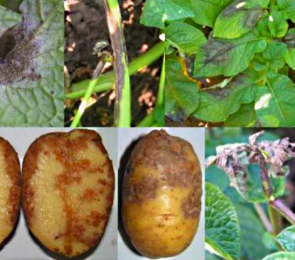 Фитофтороз картофеля, альтернариоз,фитофтора, фунгициды для картофеля, меры борьбы
