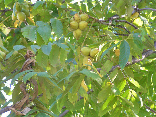 Выращивание маньчжурского ореха из семян и уход за ним