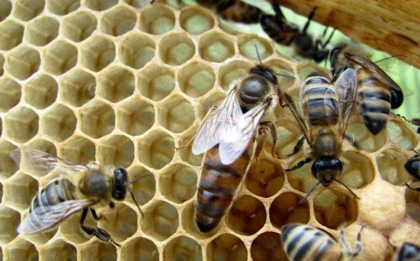 Спаривание пчелиных маток