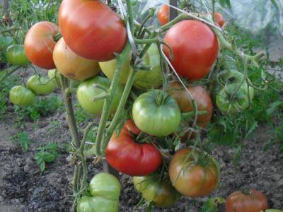 Гарантированные урожаи сочных и вкусных плодов — томат розе f1: отзывы об урожайности, описание сорта и характеристики