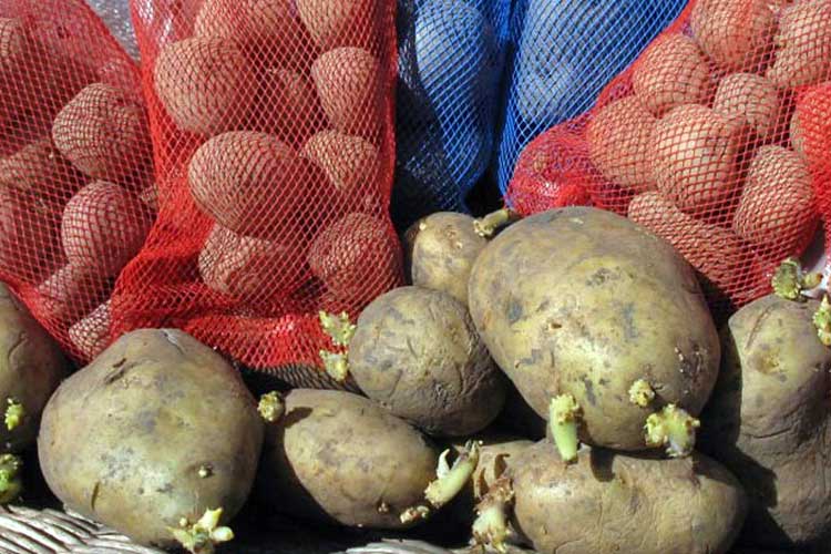 Преимущества и правила обработки картофеля перед посадкой