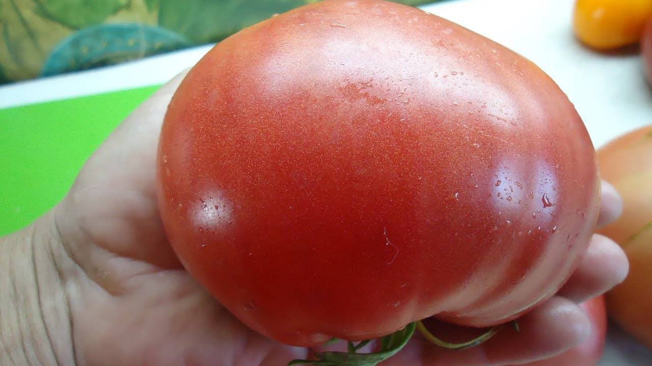 Томаты для сладкоежек — сорта помидор инжир розовый и красный