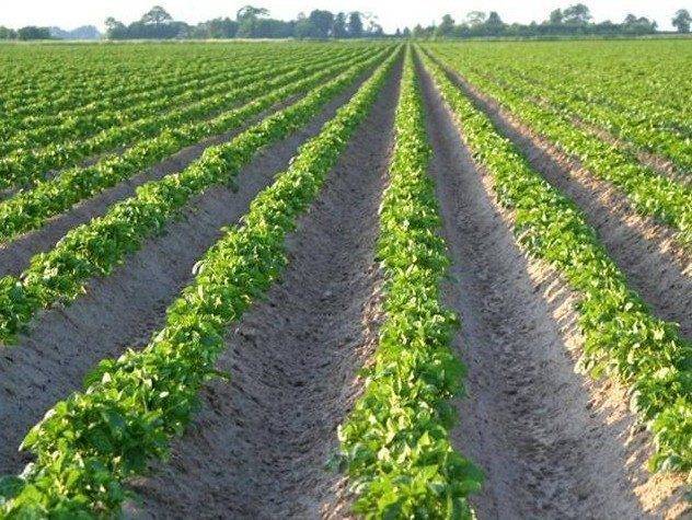 Выращивание картофеля по голландской технологии, в том числе методы посадки