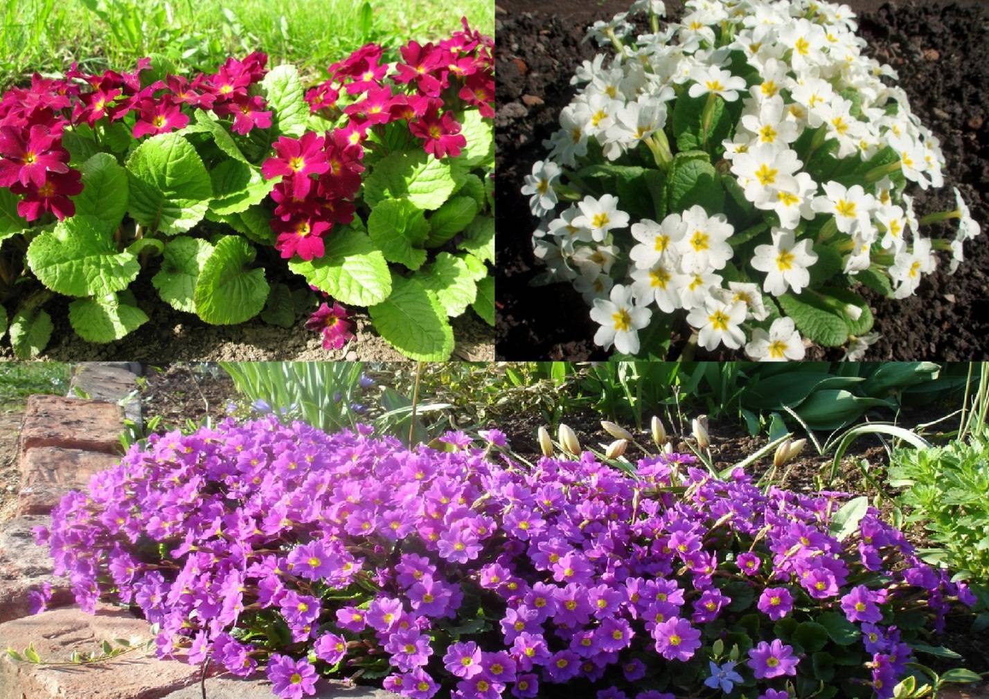 Многолетние цветы для дачи, не требующие ухода (37 фото): обзор самых неприхотливых многолетников для сада. красивые влаголюбивые, теневыносливые и другие растения