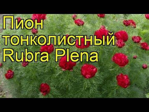 Пион рубра плена (paeonia rubra plena) — особенности сорта