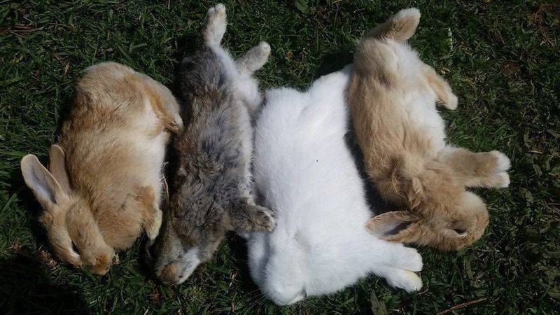 Болезни кроликов – признаки, типы, лечение, профилактика