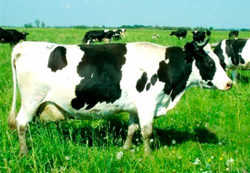 Почему стоит выращивать холмогорскую породу коров