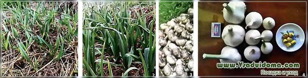 Лукочеснок «рокамболь»: описание, агротехника выращивания