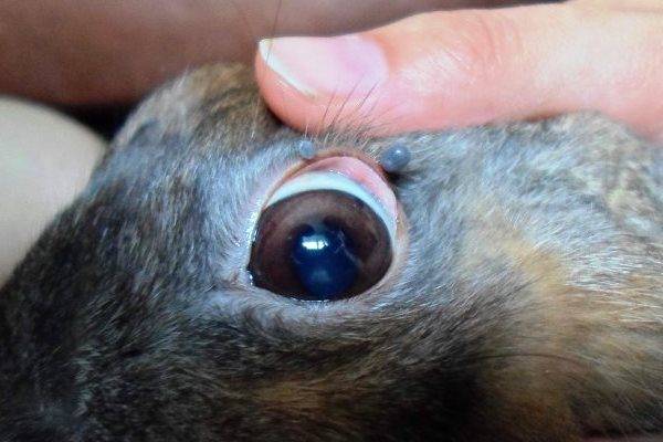 Симптомы основных болезней глаз у кроликов