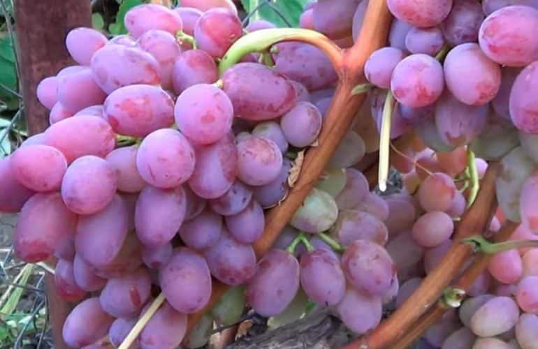 Новые и старые сорта винограда (часть 2)