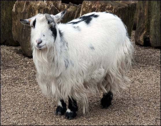 Карликовые козы (27 фото): породы декоративных мини-коз. можно ли держать их в квартире?