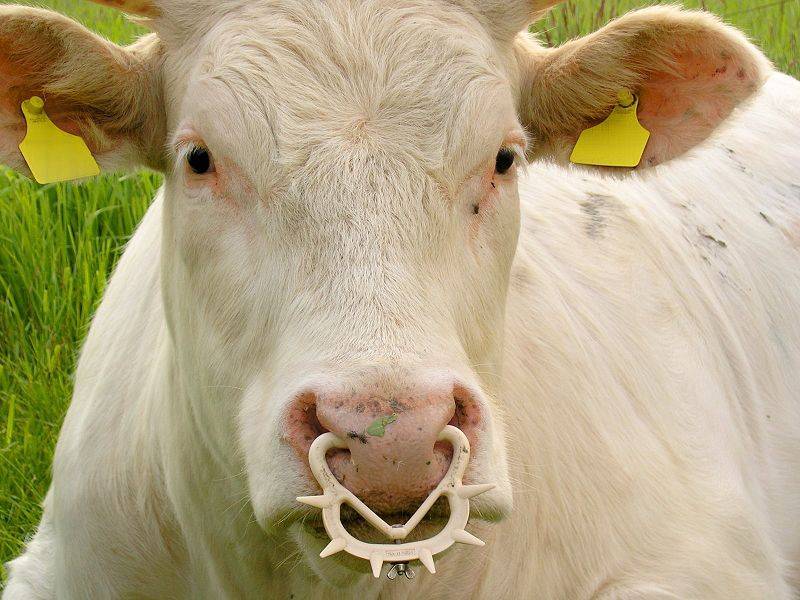 Зачем быку в носу кольцо и как его вставляют?