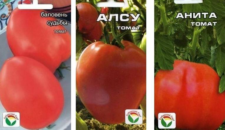 Какие низкорослые помидоры самые урожайные