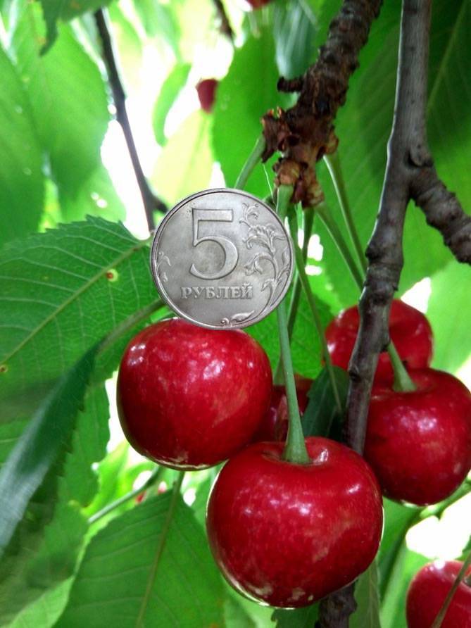 Черешня крупноплодная - советы садоводов по выращиванию черешни (110 фото)