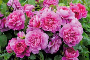 Описание канадской плетистой розы генри келси: как формировать парковый цветок
