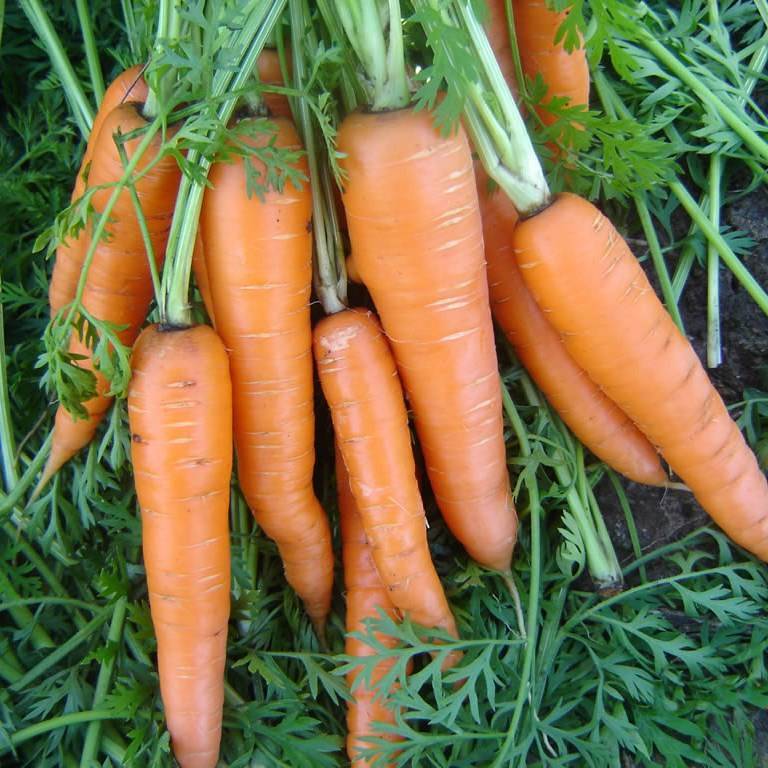 Морковь вита лонга: описание сорта, характеристики, вкусовые качества, выращивание - общая информация - 2020