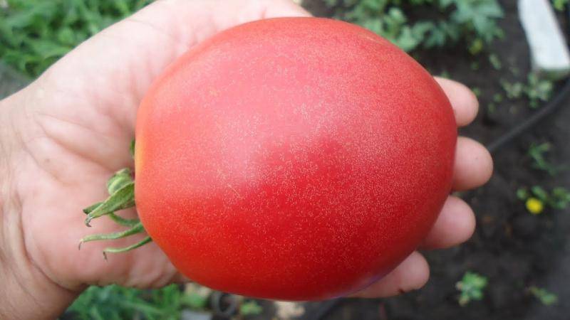 Сорт томата «демидов»: описание и характеристика среднеспелых помидоров