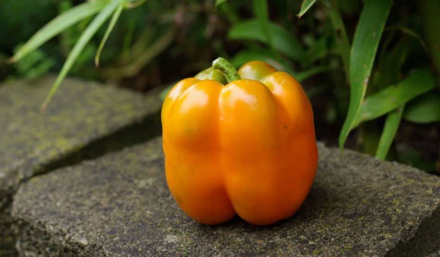 Обзор лучших сортов оранжевого перца с фото и характеристикой