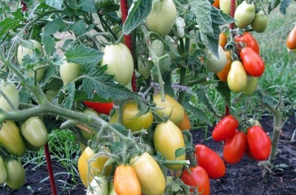 Лучшие сорта томатов для краснодарского края в открытый грунт