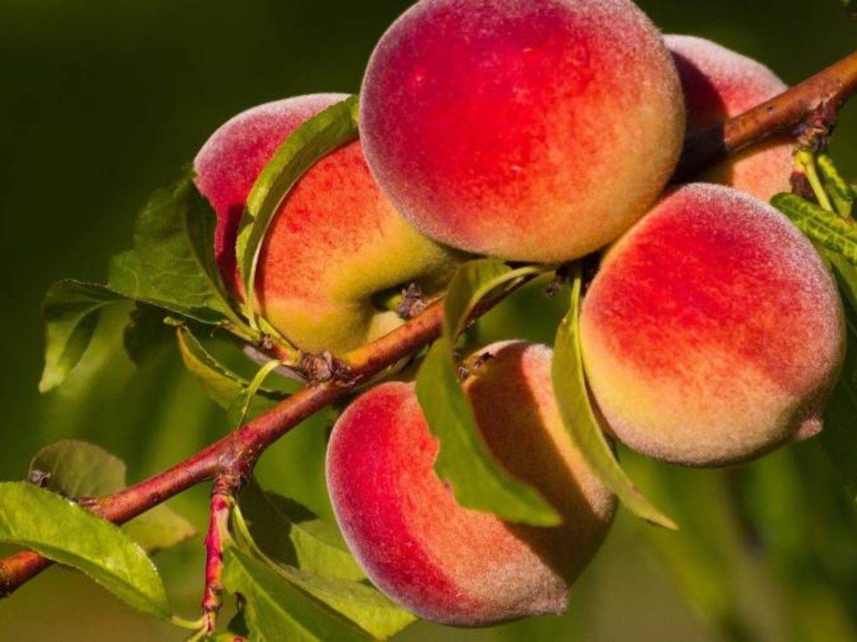 Чем обработать персик от тли и лучшие методы борьбы с вредителем