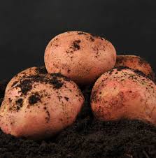 Сорт картофеля рогнеда: описание и характеристика, отзывы