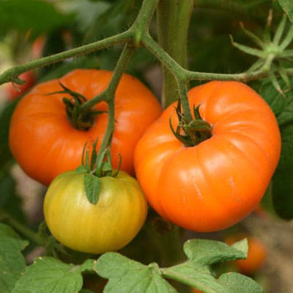 Уникальный томат для суровых условий: алтайский шедевр