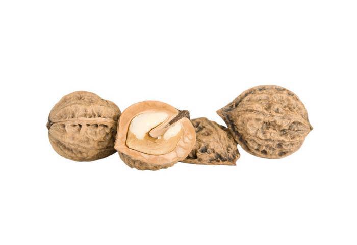 Лечебные свойства маньчжурского ореха
