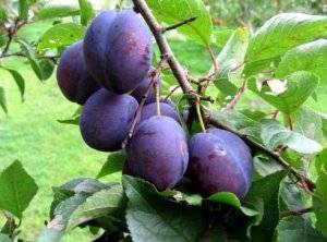 Размножение вишни: способы и правила ухода за саженцами