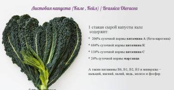 7 полезных свойств салата кейл для организма человека