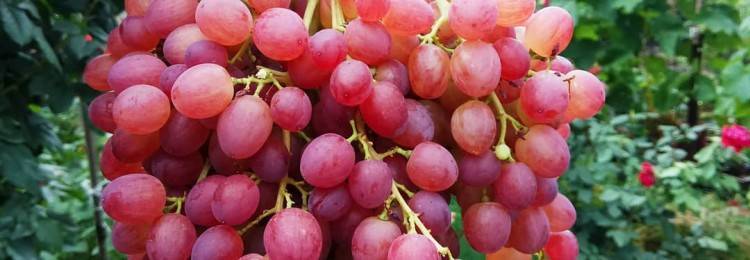 Сорт винограда “велес”