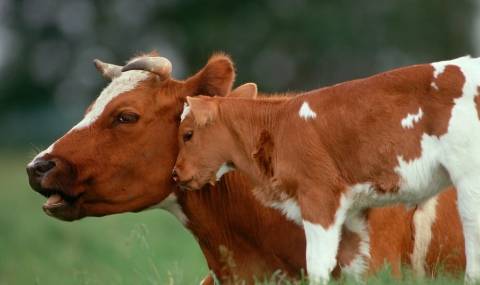 Почему корова дает мало молока и что делать