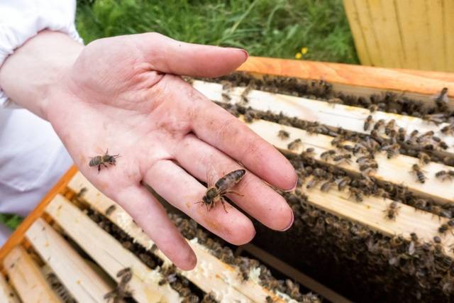 «апирой»: инструкция по применению в пчеловодстве