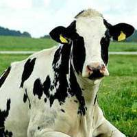 Содержание коровы в личном хозяйстве – от сарая до разведения 2020