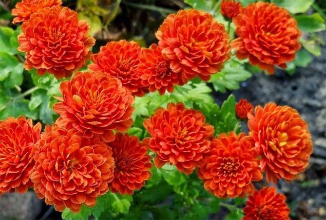 Хризантемы — «искорки солнца»: посадка, выращивание и уход