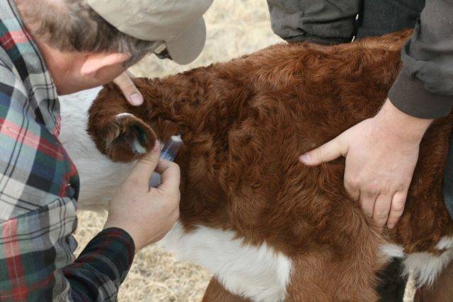 Как распознать и правильно лечить оспу у коров на вымени