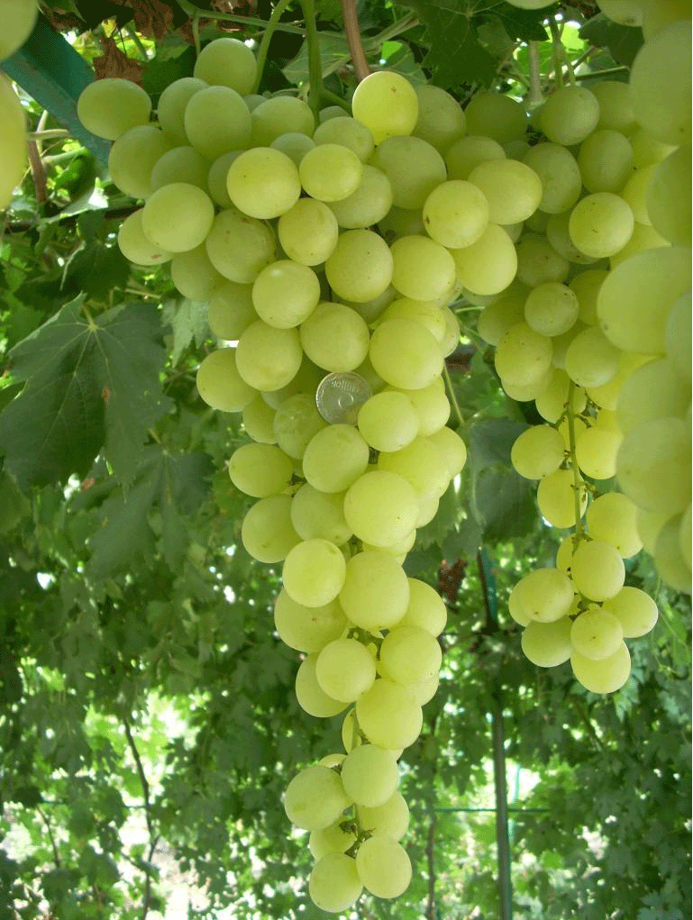 Виноград Сенсация