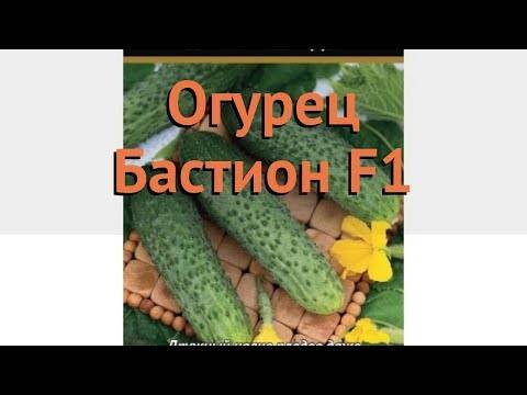 Отечественный гибрид огурцов «атлет f1»: фото, видео, описание, посадка, характеристика, урожайность, отзывы