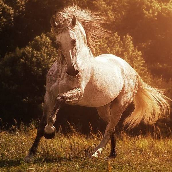 Андалузская лошадь