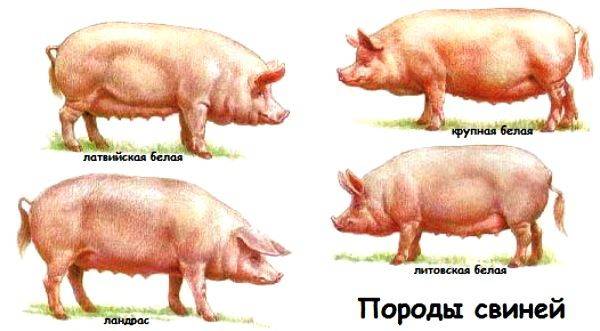 Породы свиней мясного направления: продуктивности 