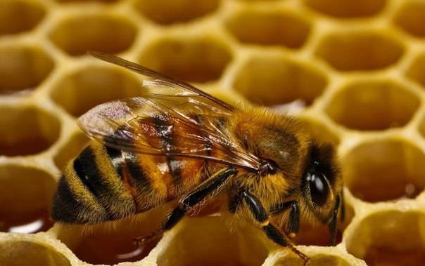 Чем и когда подкормить пчел весной