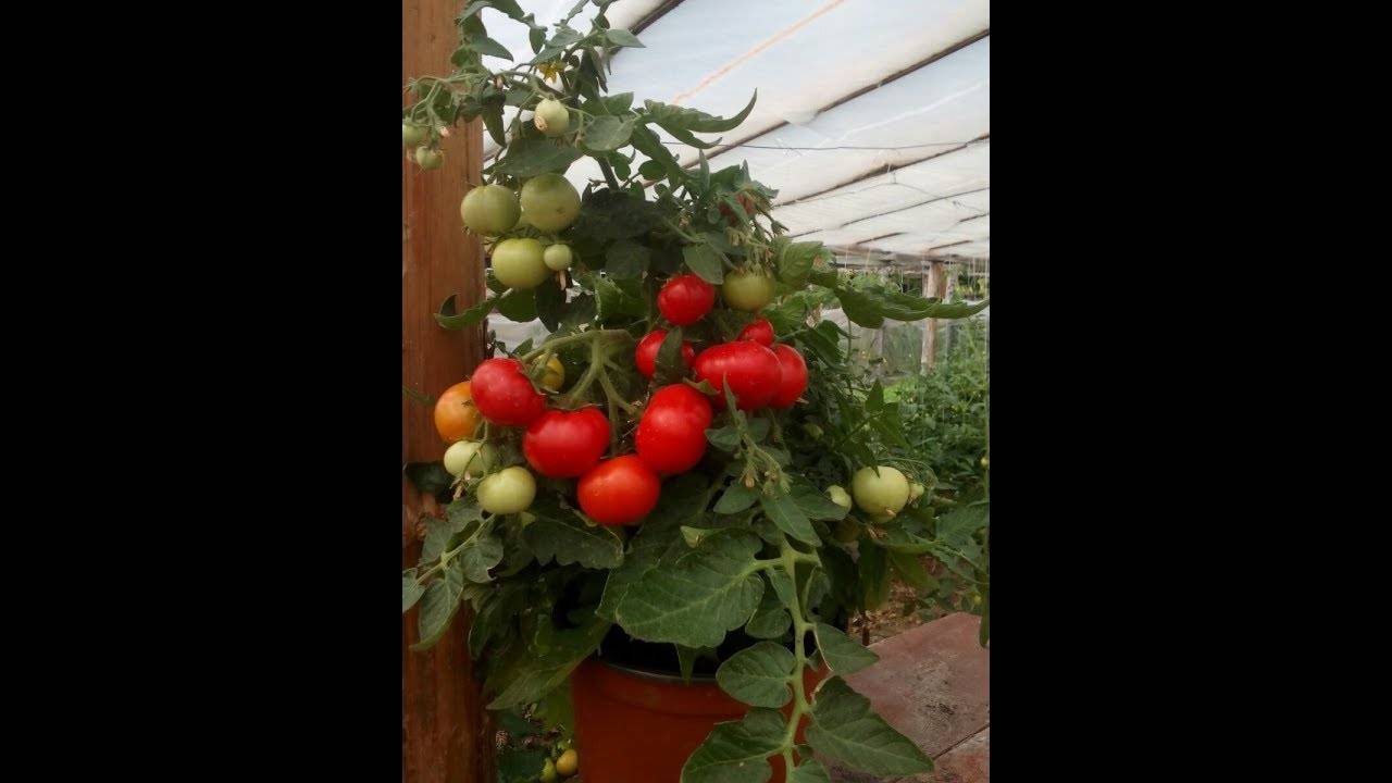 Описание и характеристика томатов сорта линда