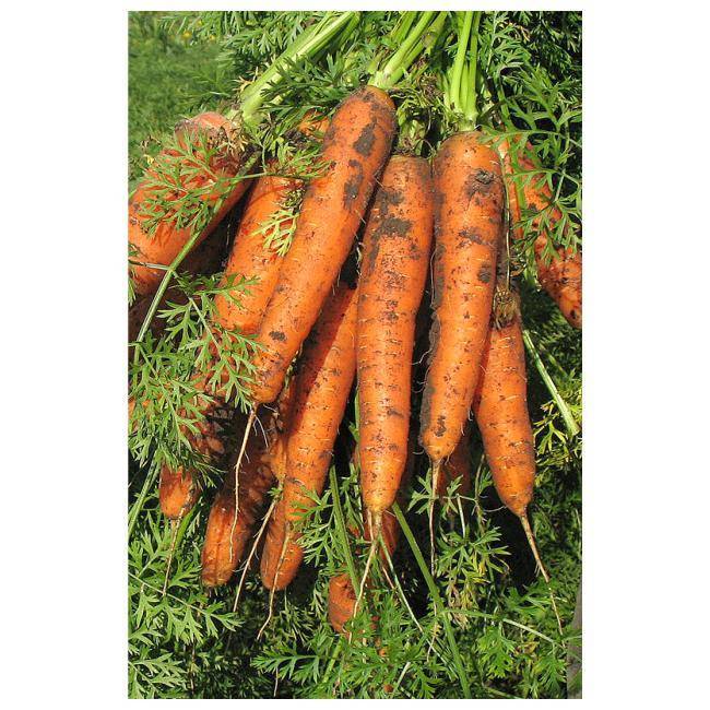 Морковь маэстро f1: описание, фото, отзывы
