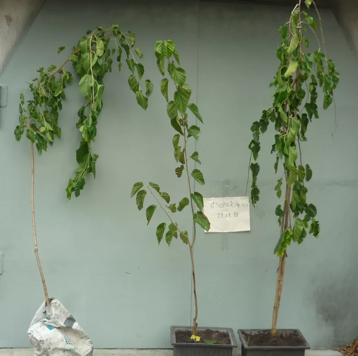 О белой шелковице: выращивание и уход в средней полосе, как посадить